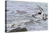 Oystercatcher Landing on Rock-null-Stretched Canvas