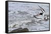 Oystercatcher Landing on Rock-null-Framed Stretched Canvas