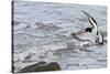 Oystercatcher Landing on Rock-null-Stretched Canvas
