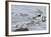 Oystercatcher Landing on Rock-null-Framed Photographic Print