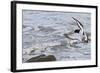 Oystercatcher Landing on Rock-null-Framed Photographic Print