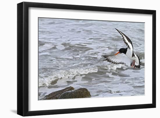 Oystercatcher Landing on Rock-null-Framed Photographic Print