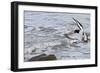 Oystercatcher Landing on Rock-null-Framed Photographic Print