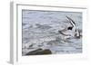 Oystercatcher Landing on Rock-null-Framed Photographic Print