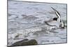 Oystercatcher Landing on Rock-null-Mounted Photographic Print