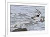 Oystercatcher Landing on Rock-null-Framed Photographic Print