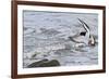 Oystercatcher Landing on Rock-null-Framed Photographic Print