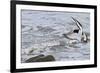 Oystercatcher Landing on Rock-null-Framed Photographic Print