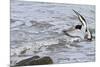 Oystercatcher Landing on Rock-null-Mounted Photographic Print