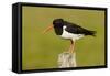 Oystercatcher on Post in Breeding Season-null-Framed Stretched Canvas