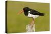 Oystercatcher on Post in Breeding Season-null-Stretched Canvas