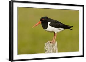 Oystercatcher on Post in Breeding Season-null-Framed Photographic Print