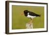 Oystercatcher on Post in Breeding Season-null-Framed Photographic Print
