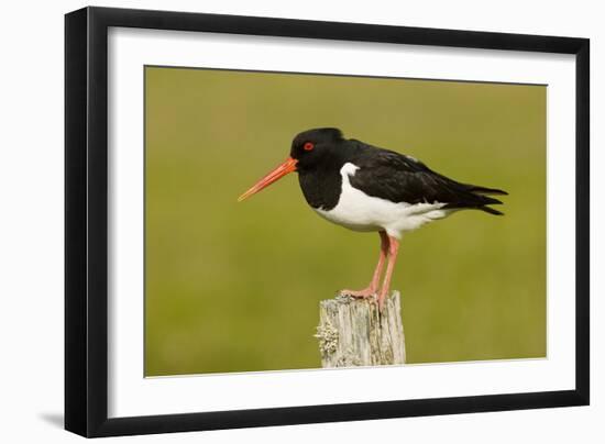 Oystercatcher on Post in Breeding Season-null-Framed Photographic Print