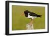 Oystercatcher on Post in Breeding Season-null-Framed Photographic Print