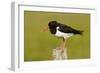 Oystercatcher on Post in Breeding Season-null-Framed Photographic Print