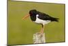 Oystercatcher on Post in Breeding Season-null-Mounted Photographic Print