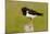 Oystercatcher on Post in Breeding Season-null-Mounted Photographic Print