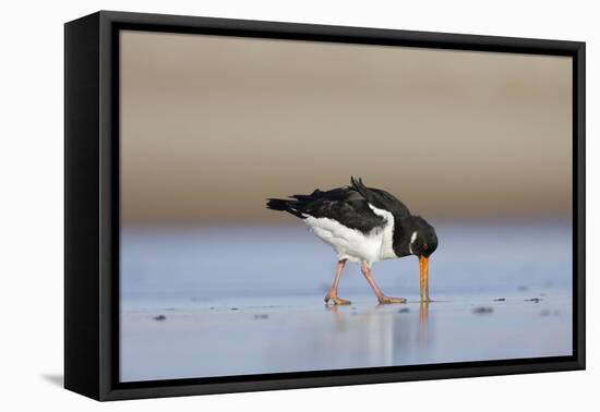 Oystercatcher Probing into the Sand for a Worm-null-Framed Stretched Canvas