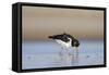 Oystercatcher Probing into the Sand for a Worm-null-Framed Stretched Canvas