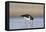 Oystercatcher Probing into the Sand for a Worm-null-Framed Stretched Canvas