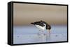 Oystercatcher Probing into the Sand for a Worm-null-Framed Stretched Canvas