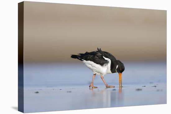 Oystercatcher Probing into the Sand for a Worm-null-Stretched Canvas