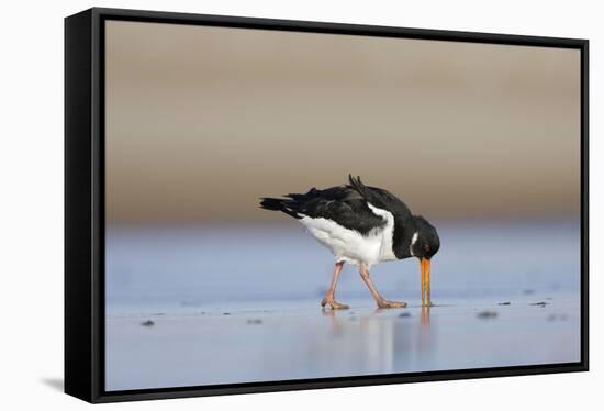 Oystercatcher Probing into the Sand for a Worm-null-Framed Stretched Canvas
