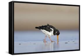 Oystercatcher Probing into the Sand for a Worm-null-Framed Stretched Canvas