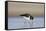 Oystercatcher Probing into the Sand for a Worm-null-Framed Stretched Canvas