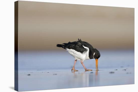 Oystercatcher Probing into the Sand for a Worm-null-Stretched Canvas