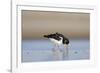 Oystercatcher Probing into the Sand for a Worm-null-Framed Photographic Print