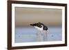 Oystercatcher Probing into the Sand for a Worm-null-Framed Photographic Print