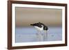 Oystercatcher Probing into the Sand for a Worm-null-Framed Photographic Print