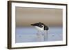 Oystercatcher Probing into the Sand for a Worm-null-Framed Photographic Print