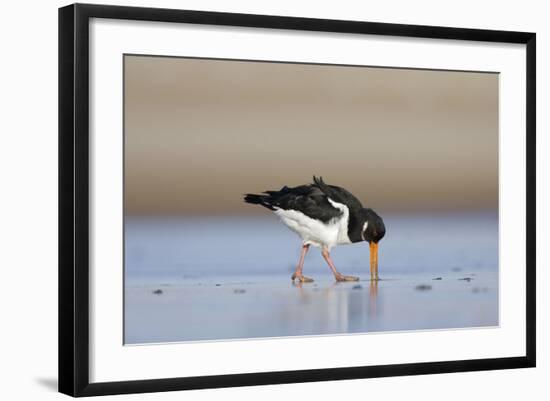 Oystercatcher Probing into the Sand for a Worm-null-Framed Photographic Print