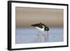 Oystercatcher Probing into the Sand for a Worm-null-Framed Photographic Print