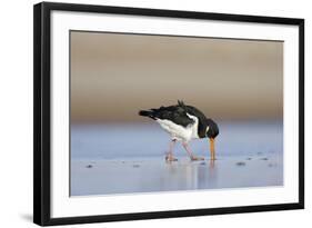 Oystercatcher Probing into the Sand for a Worm-null-Framed Photographic Print