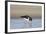 Oystercatcher Probing into the Sand for a Worm-null-Framed Photographic Print