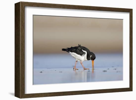 Oystercatcher Probing into the Sand for a Worm-null-Framed Photographic Print