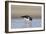 Oystercatcher Probing into the Sand for a Worm-null-Framed Photographic Print