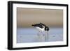 Oystercatcher Probing into the Sand for a Worm-null-Framed Photographic Print