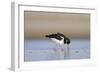 Oystercatcher Probing into the Sand for a Worm-null-Framed Photographic Print