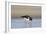 Oystercatcher Probing into the Sand for a Worm-null-Framed Photographic Print