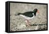 Oystercatcher Side View, on Rocky Shore-null-Framed Stretched Canvas