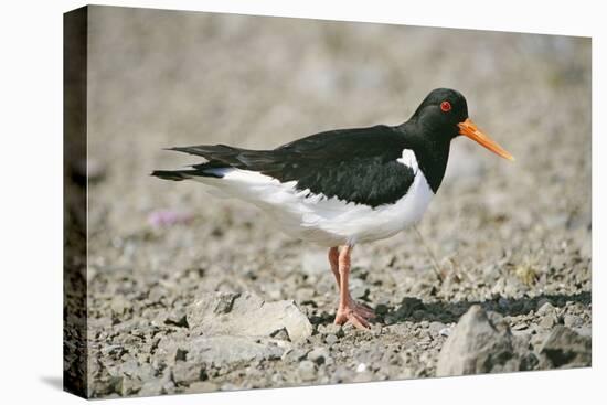 Oystercatcher Side View, on Rocky Shore-null-Stretched Canvas
