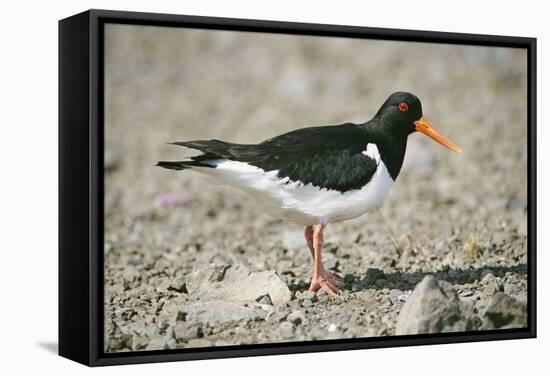 Oystercatcher Side View, on Rocky Shore-null-Framed Stretched Canvas