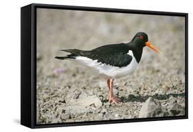 Oystercatcher Side View, on Rocky Shore-null-Framed Stretched Canvas