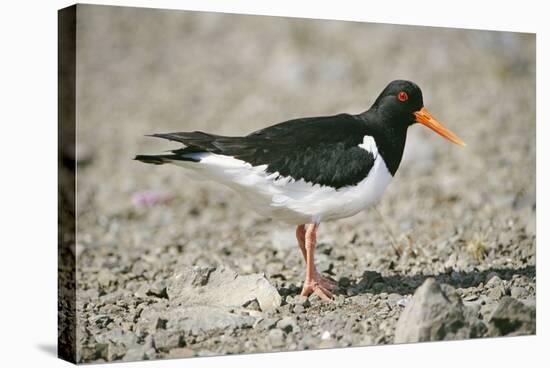 Oystercatcher Side View, on Rocky Shore-null-Stretched Canvas