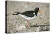 Oystercatcher Side View, on Rocky Shore-null-Stretched Canvas